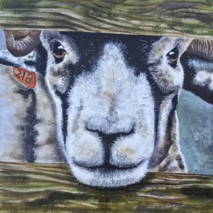 Scottish Blackface Sheep