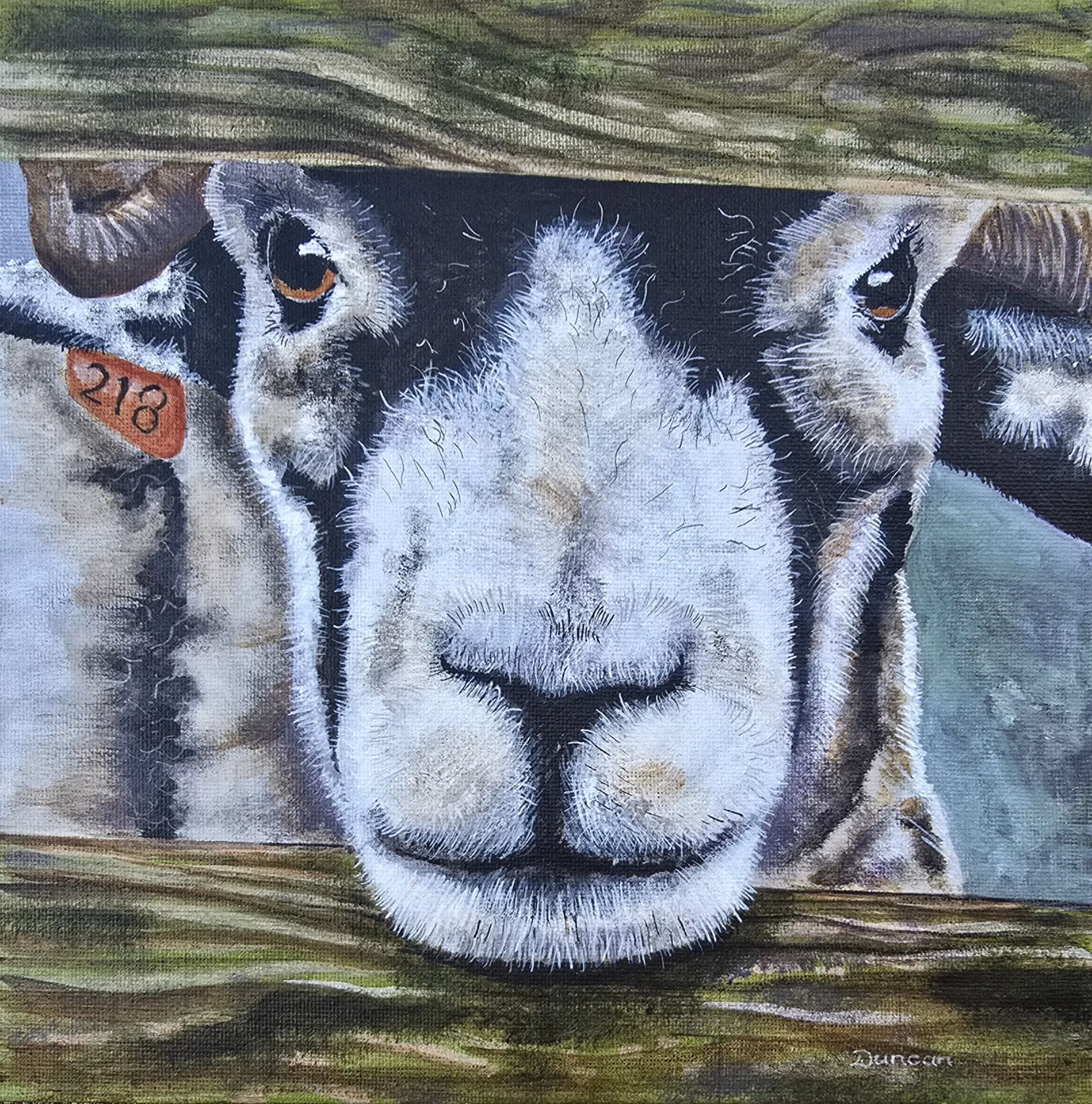 Scottish Blackface Sheep