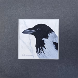 Hooded Crow