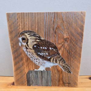 Tawny Owl on Aged Pine Wood.