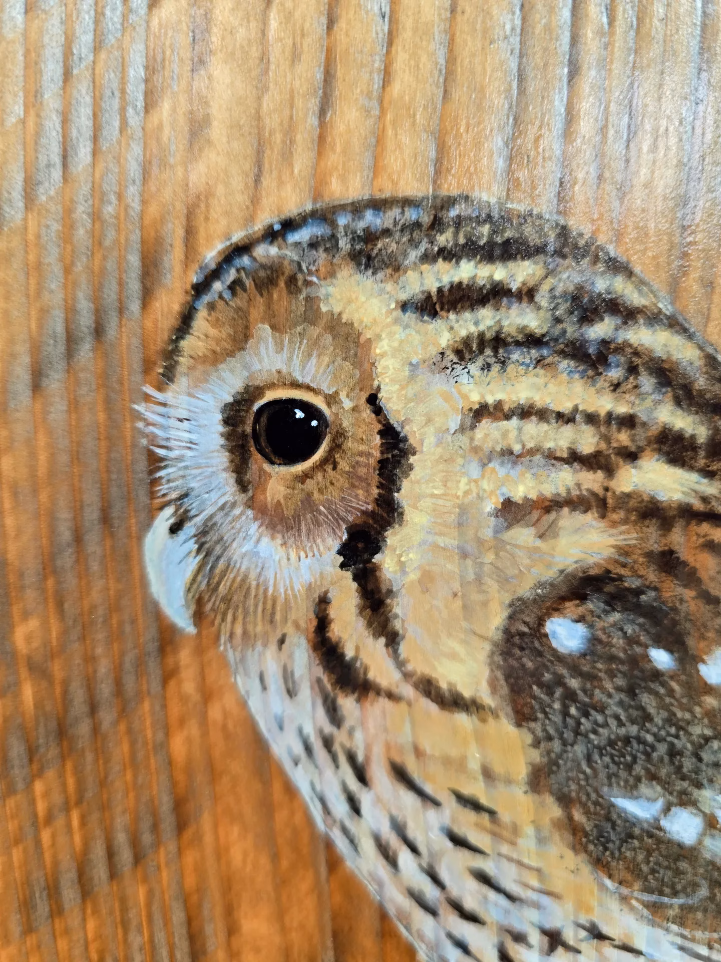 Tawny Owl on Aged Pine Wood. - Image 4