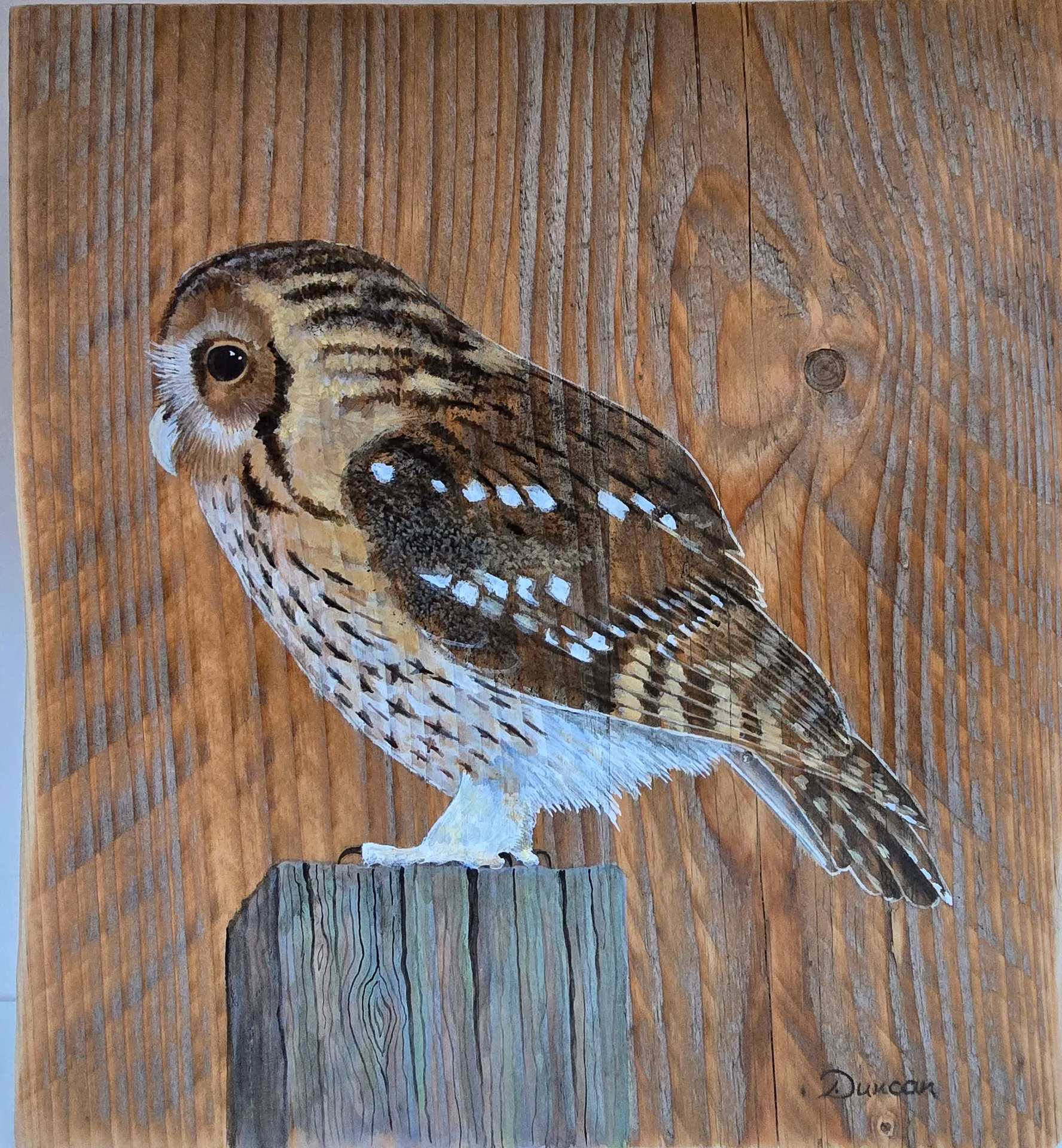 Tawny Owl on Aged Pine Wood. - Image 3