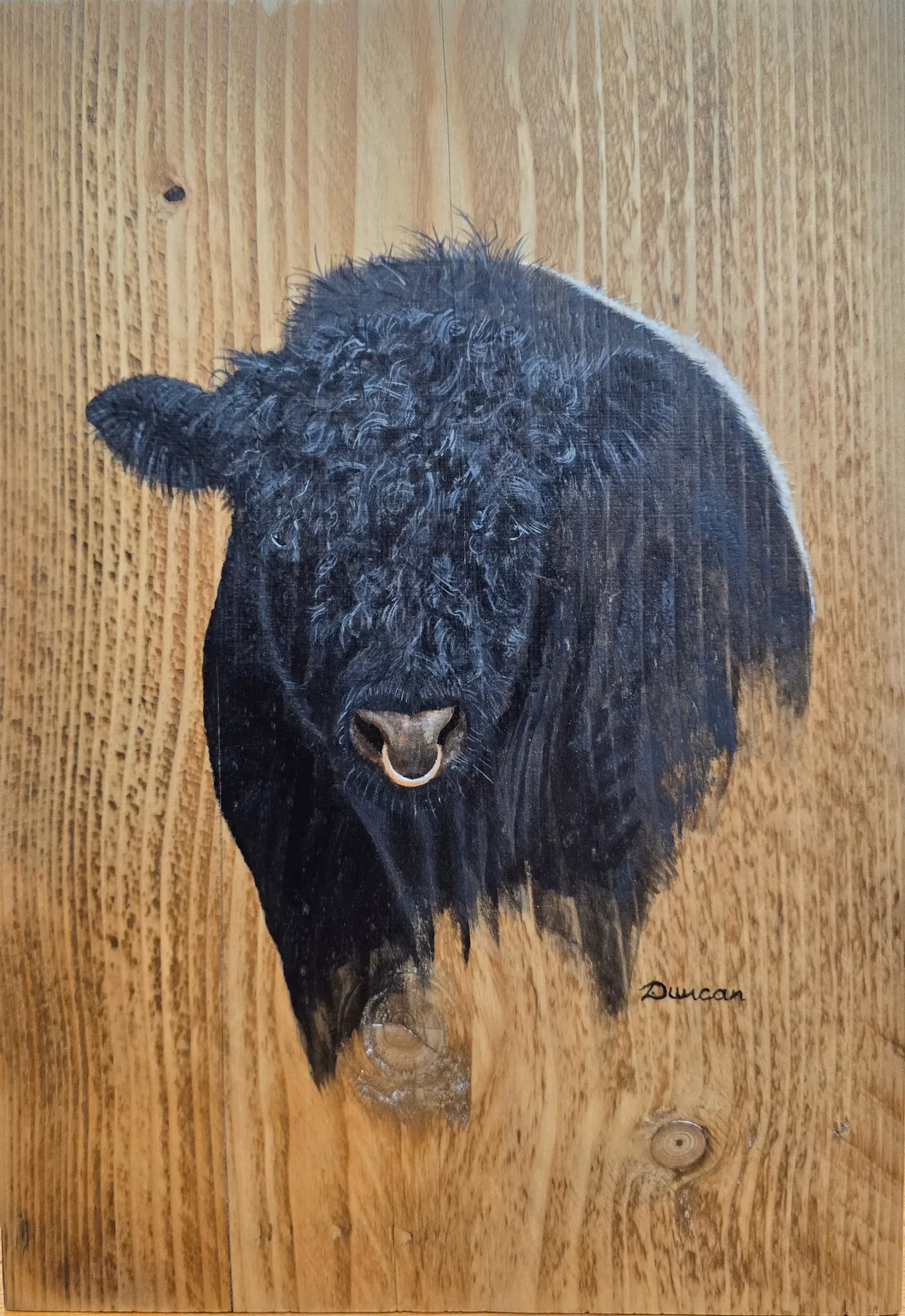 Acrylic Painting of a Belted Galloway Bull on Reclaimed Pine Wood